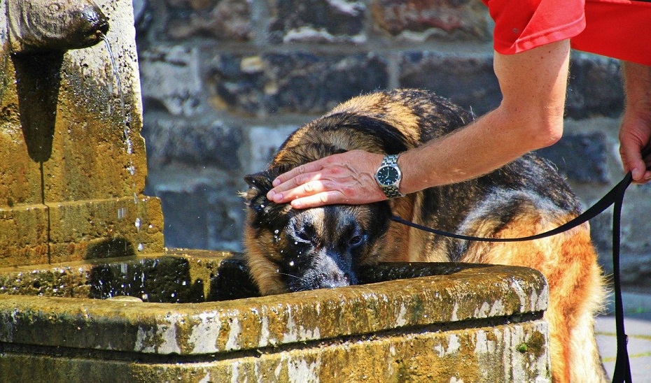 Un perro se refresca en una fuente.